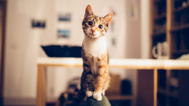 猫   可爱 里面的猫