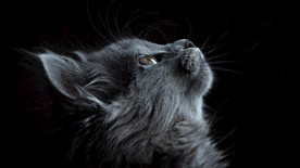 照片 灰色 猫 看着 黑色 背