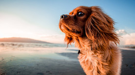 狗 海滩 特写 在沙滩上 自然