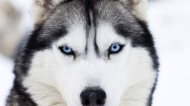 狗 冬天的雪 沙哑 冬季 雪