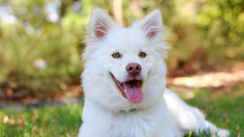 狗 说谎 草 可爱的 动物