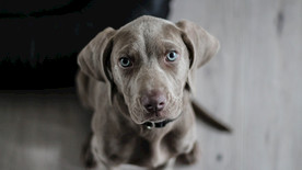 小狗 狗 动物 宠物 纯种狗