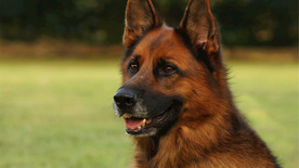 黑色 黄褐色 德国牧羊犬 绿色