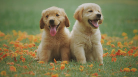 黄色 拉布拉多犬小狗 可爱的