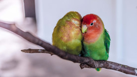 绿色 爱情鸟 树枝 鹦鹉 鸟