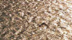 黄河岸边去看鸟