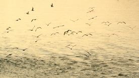 黄河岸边去看鸟