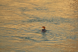 黄河岸边去看鸟