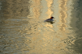 黄河岸边去看鸟