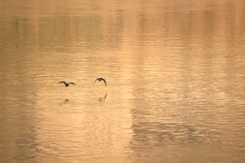 黄河岸边去看鸟