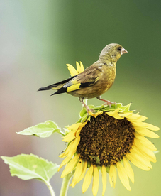 黄河边葵园里的金翅雀