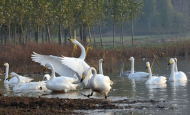 平陆黄河湿地迎来越冬白天鹅