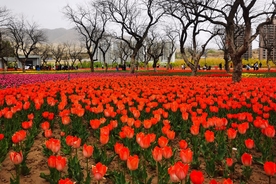 郁金香绽放黄河河畔