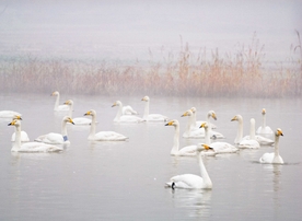 天鹅群在初冬黄河边