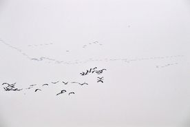 河南黄河湿地现万鸟飞临景观