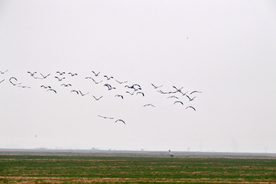 河南黄河湿地现万鸟飞临景观