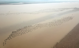 河南黄河湿地现万鸟飞临景观