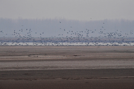 河南黄河湿地现万鸟飞临景观