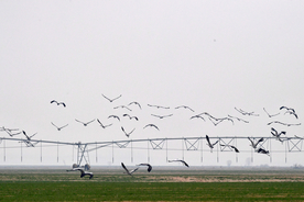 河南黄河湿地现万鸟飞临景观