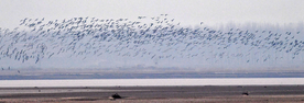 河南黄河湿地现万鸟飞临景观