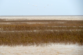 冬日黄河入海口