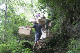蜜蜂基地 蜜蜂养殖场