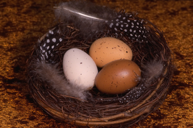 鸟蛋