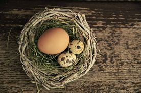 鸟蛋