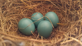 鸟蛋