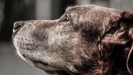 棕色的狗 动物 犬 特写 狗