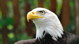 秃 鹰 可选择的 焦点照片