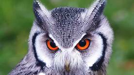 射击 猫头鹰鸟 特写 猫头鹰