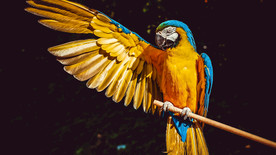 鹦鹉 黄金刚鹦鹉 鸟 动物