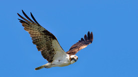 低 角度 棕色 白色 鹰 飞行