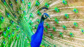 孔雀 鸟 羽毛 异国情调 亮