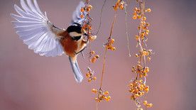 照片 蜂鸟 白天 新 翅膀 急