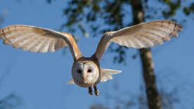 白色 米色 猫头鹰 飞行 白天