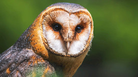 谷仓猫头鹰 animalsna