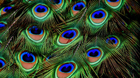 宏观照片 孔雀羽毛 羽毛 虹彩