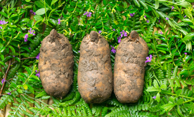 中药材 新鲜天麻