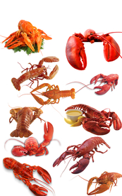 大龙虾