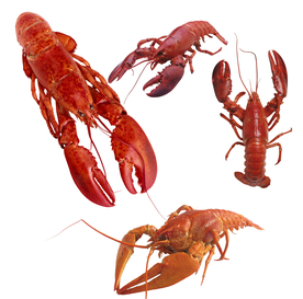 大龙虾