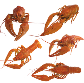 大龙虾
