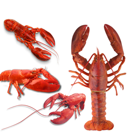 大龙虾