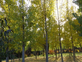 阳光下的梧桐树