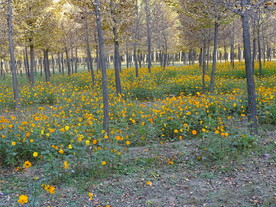 树林里的小黄花