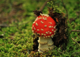 毒蘑菇