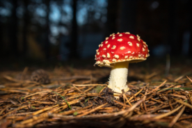 毒蘑菇