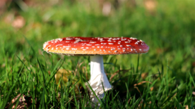毒蘑菇