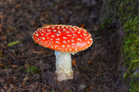 毒蘑菇